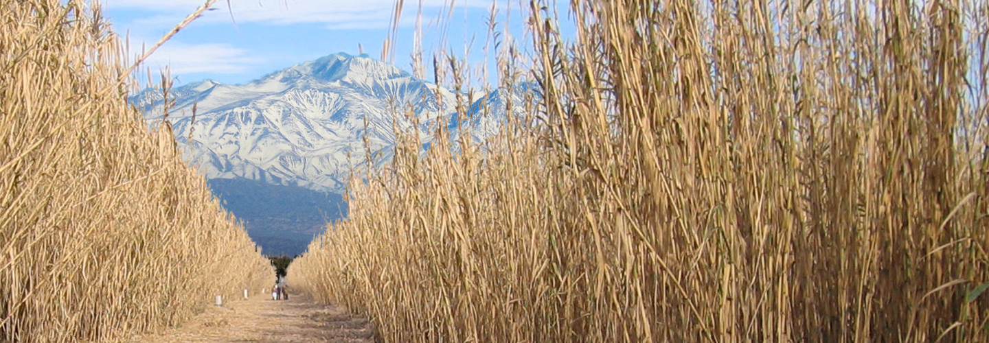 Тости Gonzalez - настоящий звук Анд